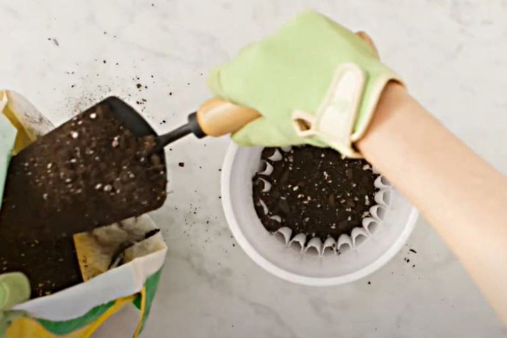 coffee filter gardening hack