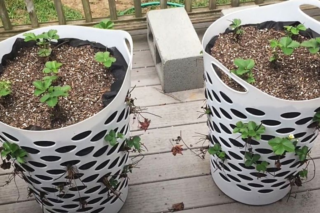 laundry basket gardening hacks