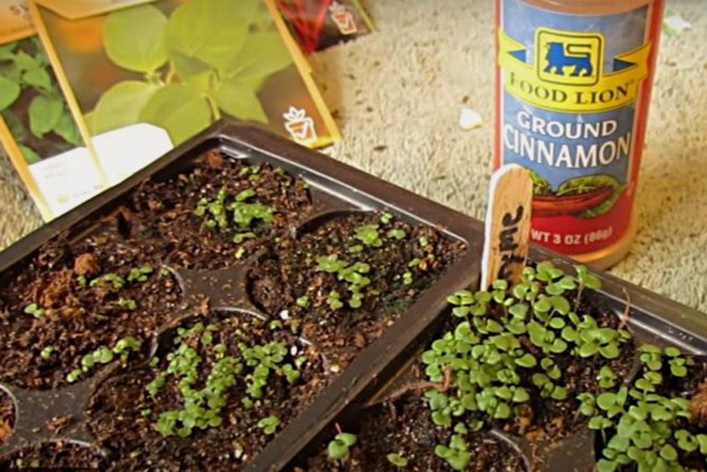 cinnamon gardening hacks
