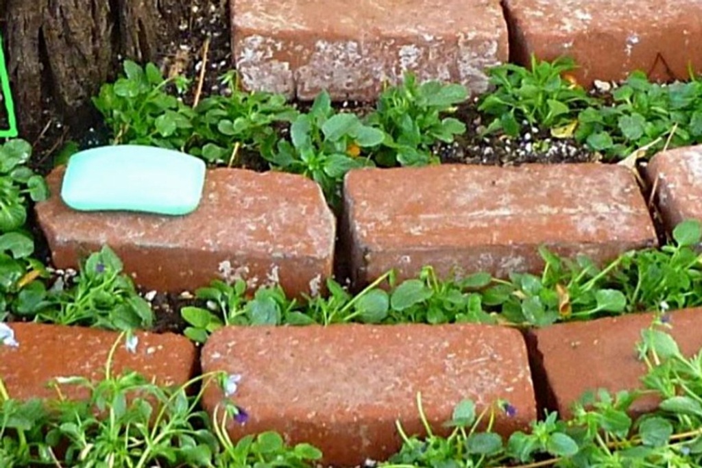 soap bar gardening hacks