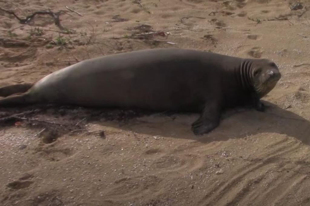 monk seals endangered animals